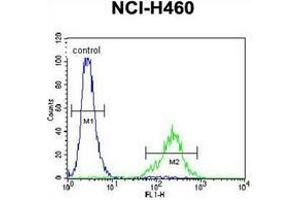 Flow Cytometric analysis of NCI-H460 cells using CL029 antibody (N-term) Cat. (C12ORF29 抗体  (N-Term))