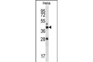 Western blot analysis in Hela cell line lysates (35ug/lane). (RAD23A 抗体  (N-Term))