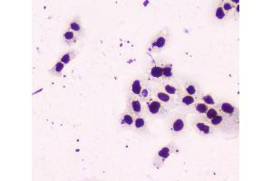 IHC analysis of nmt55 p54nrb using anti-nmt55 p54nrb antibody (ABIN6719600). (NONO 抗体  (N-Term))