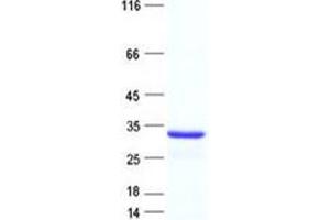Validation with Western Blot (RBFA Protein (His tag))