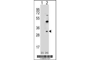 Western blot analysis of CLDN2 using rabbit polyclonal CLDN2 Antibody (Y195) using 293 cell lysates (2 ug/lane) either nontransfected (Lane 1) or transiently transfected (Lane 2) with the CLDN2 gene. (Claudin 2 抗体  (C-Term))