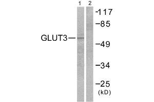 Western Blotting (WB) image for anti-Solute Carrier Family 2 (Facilitated Glucose Transporter), Member 3 (SLC2A3) (C-Term) antibody (ABIN1848584) (SLC2A3 抗体  (C-Term))