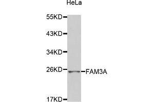 Western blot analysis of extracts of HeLa cells, using FAM3A antibody (ABIN2974240). (FAM3A 抗体)