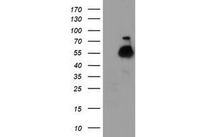 Western Blotting (WB) image for anti-Tubulin, alpha-Like 3 (TUBAL3) (AA 150-446) antibody (ABIN1490952)