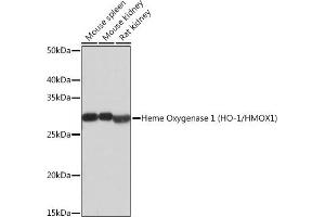 Western blot analysis of extracts of various cell lines, using Heme Oxygenase 1 (HO-1/HMOX1) (HO-1/HMOX1) antibody  at 1:500 dilution. (HMOX1 抗体)