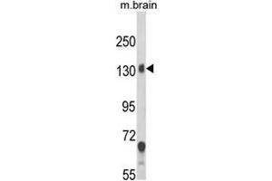 Western blot analysis of CACNA2D1 Antibody (N-term) in mouse brain tissue lysates (35ug/lane). (CACNA2D1 抗体  (N-Term))