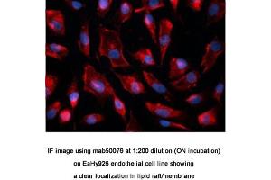 Image no. 1 for anti-Caveolin 1, Caveolae Protein, 22kDa (CAV1) antibody (ABIN363230)