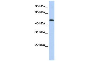 ARC antibody used at 1 ug/ml to detect target protein. (ARC (Middle Region) 抗体)