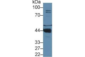 Western Blot; Sample: Mouse Liver lysate; ;Primary Ab: 1µg/ml Rabbit Anti-Mouse PON1 Antibody;Second Ab: 0. (PON1 抗体  (AA 2-186))