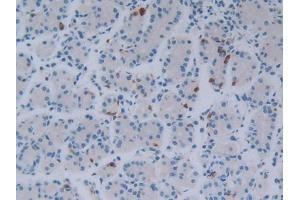 IHC-P analysis of Human Stomach Tissue, with DAB staining. (FGF18 抗体  (AA 10-199))