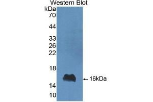Detection of Recombinant aLA, Bovine using Polyclonal Antibody to Alpha-Lactalbumin (aLA) (LALBA 抗体  (AA 20-142))