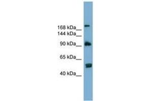 Image no. 1 for anti-ATG2 Autophagy Related 2 Homolog A (S. Cerevisiae) (ATG2A) (AA 107-156) antibody (ABIN6743808) (ATG2A 抗体  (AA 107-156))