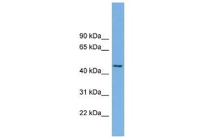 WB Suggested Anti-MIPOL1 Antibody Titration: 0. (MIPOL1 抗体  (Middle Region))