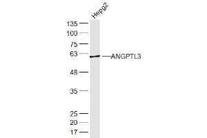 HepG2 lysates probed with ANGPTL3 Polyclonal Antibody, Unconjugated  at 1:300 dilution and 4˚C overnight incubation. (ANGPTL3 抗体  (AA 21-120))