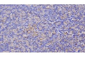 Detection of FZD4 in Human Pancreas Tissue using Polyclonal Antibody to Frizzled Homolog 4 (FZD4) (FZD4 抗体  (AA 37-222))