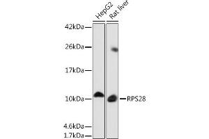 Western blot analysis of extracts of various cell lines, using RPS28 Rabbit pAb (ABIN7270024) at 1:1000 dilution. (RPS28 抗体)