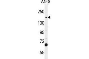 TDRD7 Antibody (C-term) western blot analysis in A549 cell line lysates (35 µg/lane). (TDRD7 抗体  (C-Term))