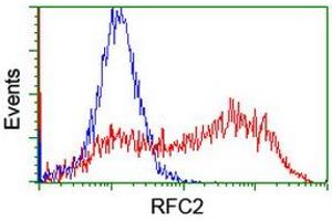 Image no. 1 for anti-Replication Factor C (Activator 1) 2, 40kDa (RFC2) (AA 1-234) antibody (ABIN1490618) (RFC2 抗体  (AA 1-234))