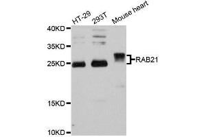 Western blot analysis of extracts of various cell lines, using RAB21 antibody. (RAB21 抗体  (AA 1-225))