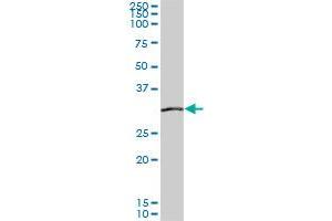 SIX3 monoclonal antibody (M04), clone 1A2. (SIX3 抗体  (AA 273-332))