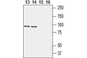 Western Blotting (WB) image for anti-Egf-Like Module Containing, Mucin-Like, Hormone Receptor-Like 1 (EMR1) (AA 58-72), (Extracellular) antibody (ABIN7043117)