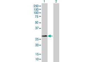 Western Blot analysis of DHRS4 expression in transfected 293T cell line by DHRS4 MaxPab polyclonal antibody.
