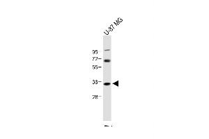 Anti-NAT8L Antibody (N-Term) at 1:1000 dilution + U-87 MG whole cell lysate Lysates/proteins at 20 μg per lane. (NAT8L 抗体  (AA 59-93))