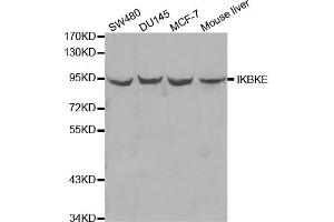 Western blot analysis of extracts of various cell lines, using IKBKE antibody (ABIN5970074) at 1/1000 dilution. (IKKi/IKKe 抗体)