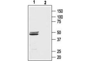 Western blot analysis of rat brain membranes: - 1.