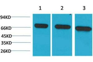 Western Blot (WB) analysis of 1) HeLa, 2)Mouse Brain Tissue, 3) Rat Brain Tissue with HSC70 Mouse Monoclonal Antibody diluted at 1:2000. (Hsc70 抗体)