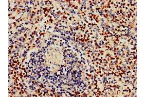 IHC image of ABIN7154415 diluted at 1:800 and staining in paraffin-embedded human spleen tissue performed on a Leica BondTM system. (GZMB 抗体  (AA 21-247))