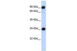 Image no. 1 for anti-Proteasome Subunit Alpha Type 3 (PSMA3) (AA 179-228) antibody (ABIN6744209) (PSMA3 抗体  (AA 179-228))