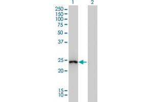 Western Blot analysis of GSTA1 expression in transfected 293T cell line by GSTA1 monoclonal antibody (M01), clone 2F7. (GSTA1 抗体  (AA 1-222))