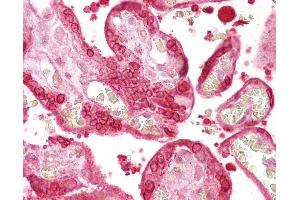 Anti-Annexin A1 antibody IHC of human placenta.