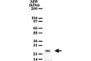 Western blot analysis of PGLYRP1 in tissue lysates from mouse spleen using PGLYRP1 monoclonal antibody, clone 188C424  at a dilution of 2 ug/mL . (PGLYRP1 抗体  (AA 165-180))