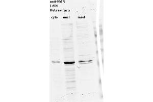 Western blot for SMN on HeLa cell extracts (SMN1 抗体)
