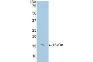 Western blot analysis of recombinant Human IgG4. (兔 anti-人 IgG4 (AA 222-327) Antibody)