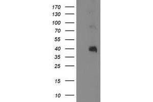 Image no. 2 for anti-Paraoxonase 1 (PON1) antibody (ABIN1500346) (PON1 抗体)