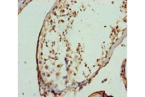 Immunohistochemistry of paraffin-embedded human testis tissue using ABIN7152450 at dilution of 1:100