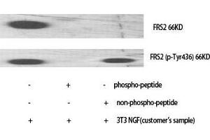Western Blot (WB) analysis of specific cells using Phospho-FRS2 (Y436) Polyclonal Antibody. (FRS2 抗体  (pTyr436))