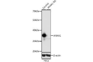 Western blot analysis of extracts from normal (control) and ANXA1 knockout (KO) HeLa cells using ANXA1 Polyclonal Antibody at dilution of 1:1000. (Annexin a1 抗体)