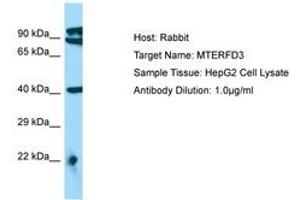 Image no. 1 for anti-MTERF Domain Containing 3 (MTERFD3) (AA 110-159) antibody (ABIN6750118) (MTERFD3 抗体  (AA 110-159))