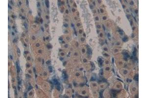 Detection of LAMA1 in Mouse Stomach Tissue using Polyclonal Antibody to Laminin Alpha 1 (LAMA1)