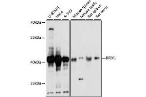 Western blot analysis of extracts of various cell lines, using BRIX1 antibody (ABIN7265951) at 1:1000 dilution. (BRIX1 抗体  (AA 1-353))