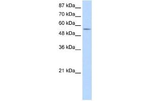DDX47 antibody used at 1.