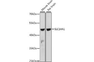 Western blot analysis of extracts of various cell lines, using SLC14 antibody (5991) at 1:1000 dilution. (SLC14A1 抗体  (C-Term))