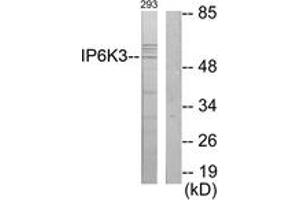 Western Blotting (WB) image for anti-Inositol Hexakisphosphate Kinase 3 (IP6K3) (AA 201-250) antibody (ABIN2889729) (IP6K3 抗体  (AA 201-250))