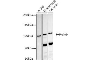 Western blot analysis of extracts of various cell lines, using Prdm9 antibody (ABIN7269500) at 1:1000 dilution. (PRDM9 抗体)