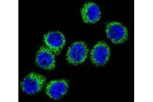 Confocal immunofluorescent analysis of FASN antibody with HeLa cells followed by Alexa Fluor 488-conjugated goat anti-rabbit lgG (green). (Fatty Acid Synthase 抗体  (AA 942-973))