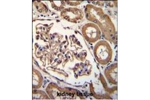 ENPEP Antibody (C-term) (ABIN656026 and ABIN2845400) immunohistochemistry analysis in formalin fixed and paraffin embedded human kidney tissue followed by peroxidase conjugation of the secondary antibody and DAB staining. (ENPEP 抗体  (C-Term))